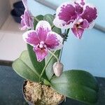 Phalaenopsis × singuliflora Lorea