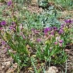 Polygala comosa Habitatea