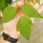 Acer negundoLeaf