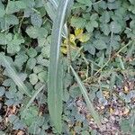 Echinochloa crus-galli Ліст