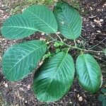 Magnolia campbellii Leht