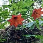 Canarina canariensis Õis