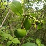 Tabernaemontana donnell-smithii Fruit