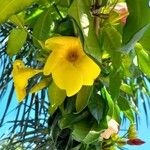 Allamanda cathartica फूल