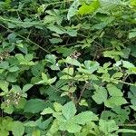 Rubus foliosus Hábito