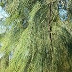 Casuarina cunninghamiana 葉