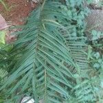 Pteris vittataList