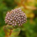 Sedum anacampseros Blüte