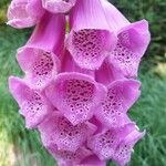 Digitalis purpurea其他