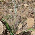 Chlorophytum africanum Кветка