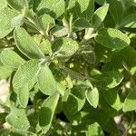 Salvia fruticosa Blad