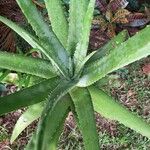 Aloe veraLeaf