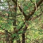 Vachellia aroma 树皮