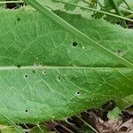 Cirsium monspessulanumLeaf