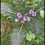 Mandragora autumnalis Ліст