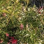 Grevillea rosmarinifolia Plod