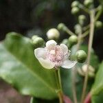 Archirhodomyrtus baladensis Flower