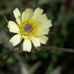 Tolpis umbellata Квітка