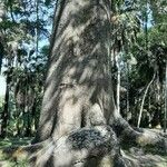 Ceiba crispiflora Kaarna