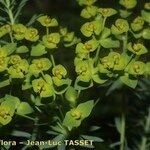 Euphorbia seguieriana Flor