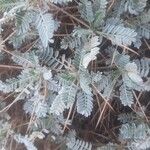 Astragalus tragacantha Folio