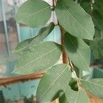 Terminalia leiocarpa Leaf