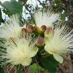 Caryocar brasiliense Blüte