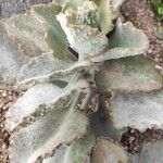 Kalanchoe beharensis Hoja