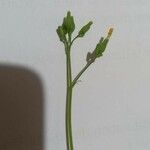 Youngia japonica Fleur