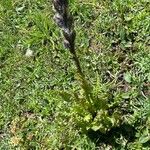 Pedicularis rostratospicata 形態