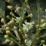 Trimenia neocaledonica Flower