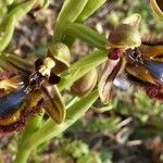 Ophrys speculum Žiedas