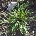 Catapodium marinum Habit