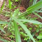 Paspalum scrobiculatum Blatt