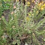 Erica lusitanica Flower