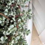 Lampranthus deltoides Leaf