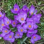 Crocus vernus عادت داشتن