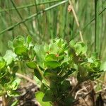 Lythrum borysthenicum Hábito