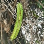 Psophocarpus tetragonolobus Fruit