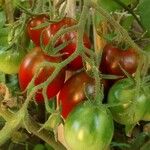 Solanum lycopersicum Fruit