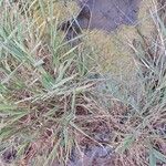 Puccinellia distans Blomst