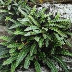 Asplenium ceterach Hábito