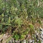 Anisantha tectorum 形態