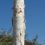 Melaleuca leucadendra Bark