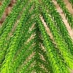Araucaria cunninghamii Folha