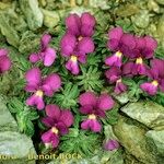 Viola diversifolia عادت داشتن