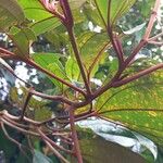 Miconia mirabilis Bark