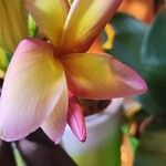 Plumeria rubraFlors