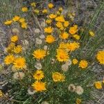 Erigeron linearis Folha