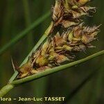 Carex lasiocarpa Květ